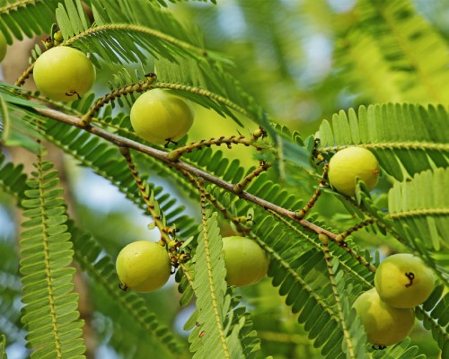 Amla Murrabba