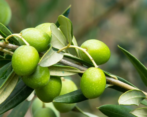 Olive Oil