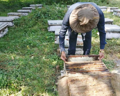 Raw Multifloral Honey